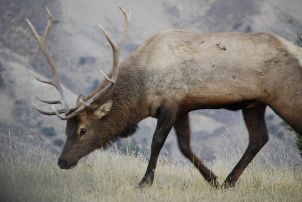 Bucks T4 Lodge 빅스카이 외부 사진