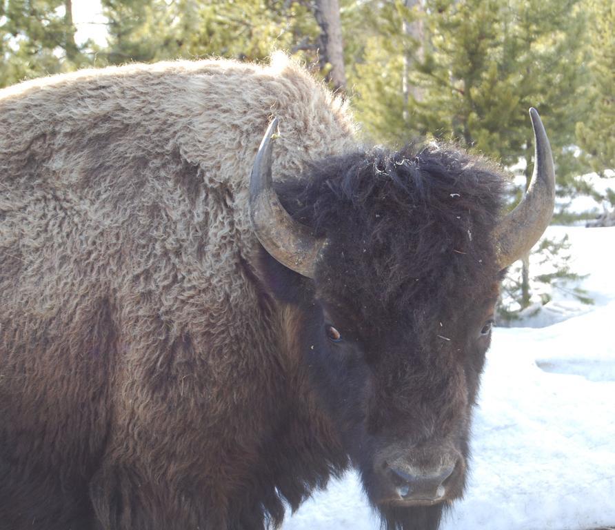 Bucks T4 Lodge 빅스카이 외부 사진